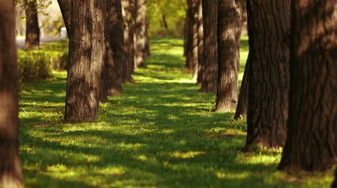 Alley trees Stock Footage 50096729