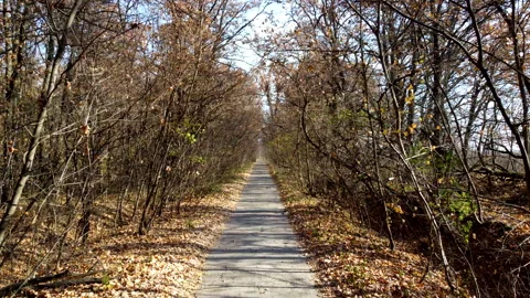 Alley with trees. A paved path between trees and bushes without leaves Video stock 330844373