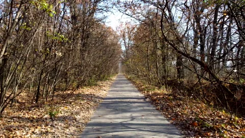 Alley with trees. A paved path between trees and bushes without leaves Video stock 331098461
