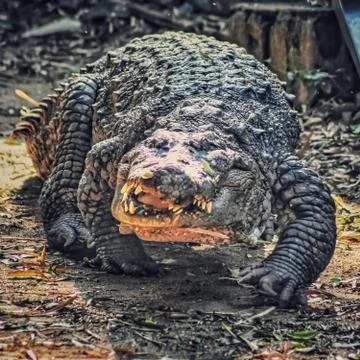 Allicator 写真素材