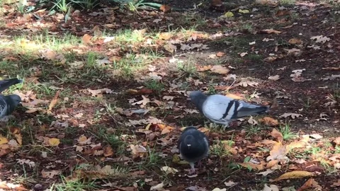 Allied pigeons are looking for their food 動画素材 82576375