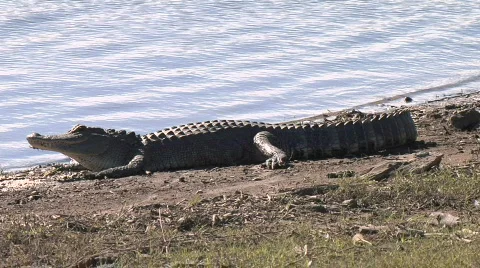 Alligator 001 Stock Footage 477651