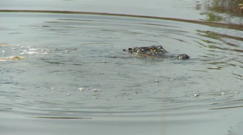 Alligator 01 HD Stock Footage 5501163