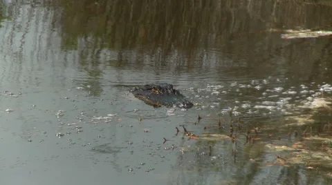 Alligator 02 HD Stock Footage 5501150