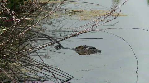 Alligator 03 HD Stock Footage 5501171