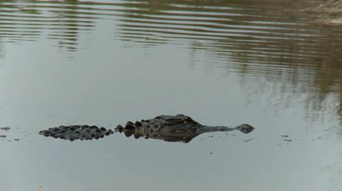 Alligator 04 HD Stock Footage 5501204