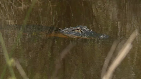 Alligator 05 HD Stock Footage 5501190