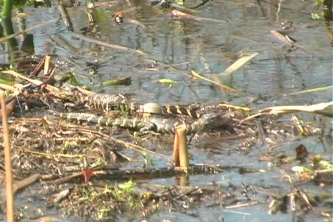 Alligator 1 Vídeo Stock 106761