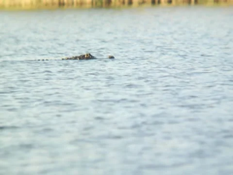 Alligator 1 Stock Footage 8692385