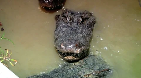 Alligator 1 Stock Footage 10912903
