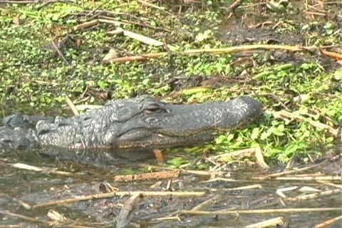 Alligator 2 Видео 106763