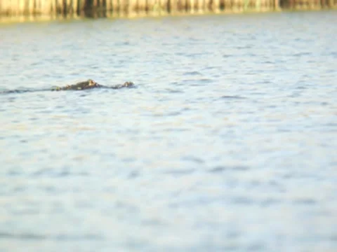 Alligator 2 Stock Footage 8693127