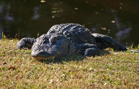 Alligator 2 Stock Photos