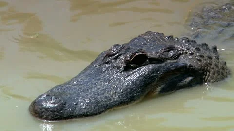 Alligator 3 Stock Footage 10912947