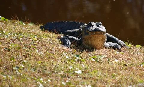 Alligator 3 Stock Photos