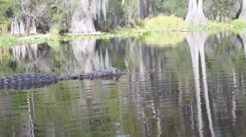 Alligator American Closeup 動画素材 8848286