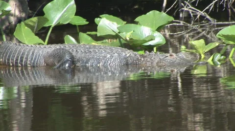 Alligator American Stock Footage 636224