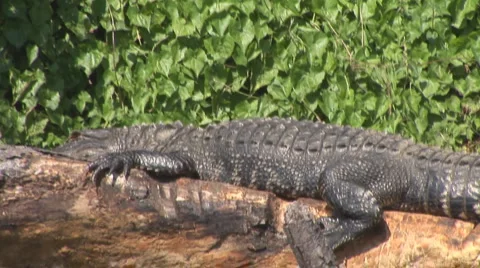 Alligator American Stock Footage 881776