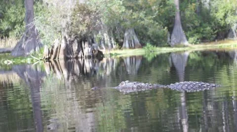 Alligator American Stock-Footage 8848296