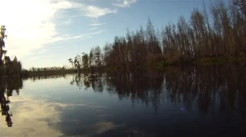 Alligator American Stock Footage 8931009