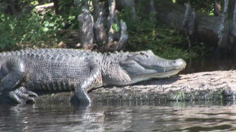 Alligator American Jumping Video stock 652426