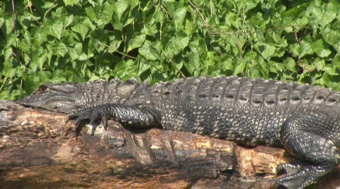 Alligator American Jumping Stock Footage 782121