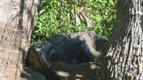 Alligator American Jumping Stock Footage 829859
