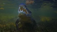 Alligator American Saltwater Crocodile Underwater Extreme 4K Shot Stock Footage