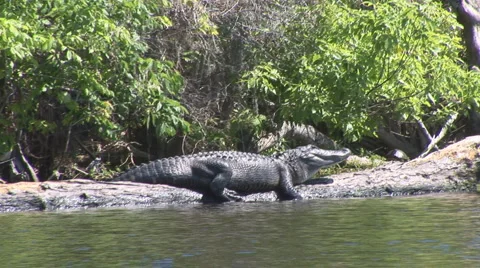 Alligator American Sunbathing Stock Footage 1081393