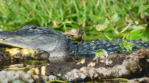 Alligator American Sunbathing Stock-Footage 12576310