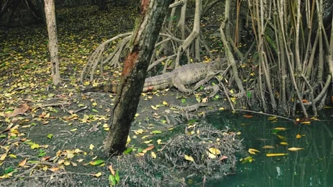 Alligator and Babies Stock Footage 258421978