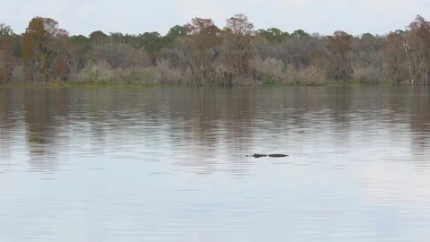 Alligator and Bird Activity on Lake Hancock at Circle B Bar Reserve, 4K Stock Footage 71548145