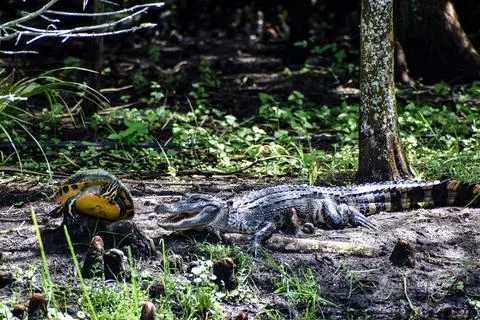 Alligator and turtle in the swamp Stock Photos