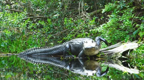 Alligator Approaches Dangerously close Video stock 62547448