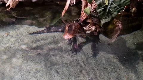 Alligator In An Aquarium Video stock 165456757