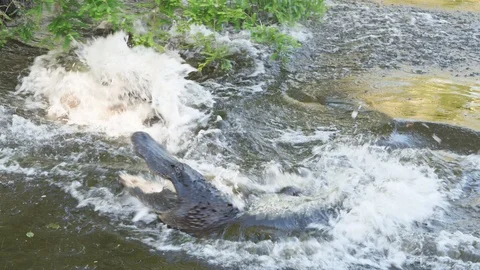 Alligator Attack Видео 107289866