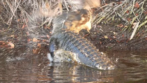 Alligator Attack Stock Footage 154134462