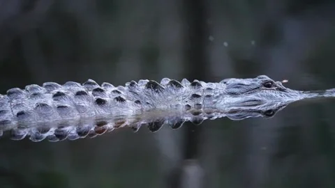 Alligator Attack Video stock 267620773