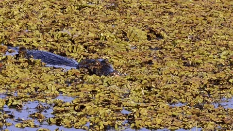 Alligator Attack in the Pantanal Biome. Stock Footage 100117583