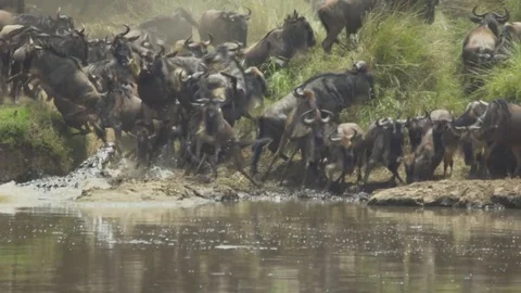 Alligator Attacks Wildebeests in Africa Stock Footage 71735958