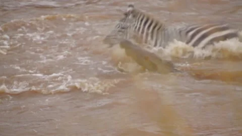 Alligator Attacks Zebra Crossing River in Maasai Mara, Kenya Africa Stock Footage 162312123