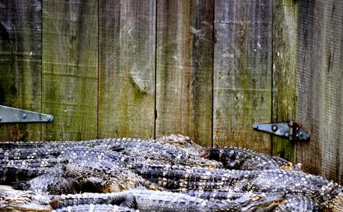 Alligator background 写真素材