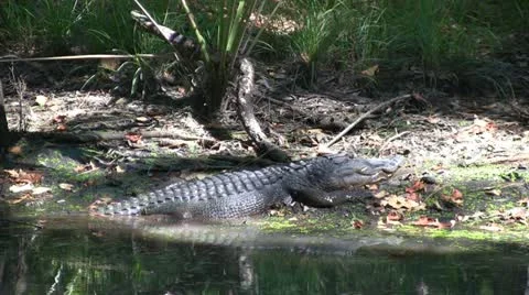 Alligator On Bank Video stock 11959687