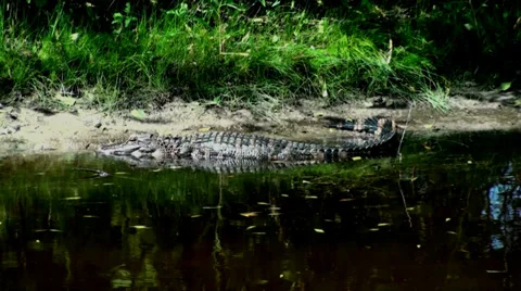Alligator on a bank Stock Footage 36159740