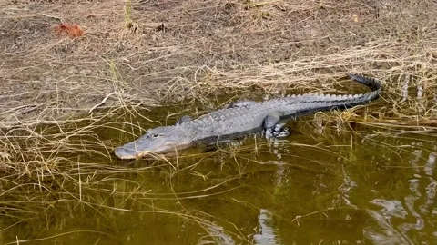 Alligator on a bank Stock Footage 169246138