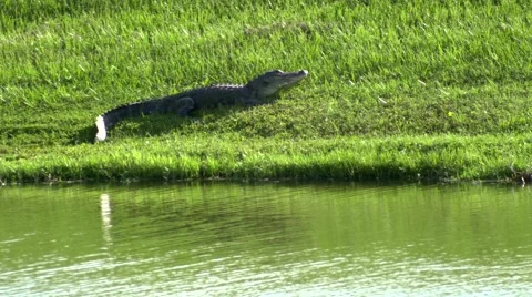 Alligator on bank sunbathing, 4K Stock Footage 52760182