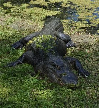An Alligator Basking in the Sun Stock Photos