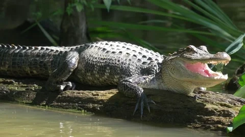 Alligator bathing in the sun Stock Footage 54893153