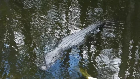 Alligator being patient and keeping an eye open Stock Footage 340368916