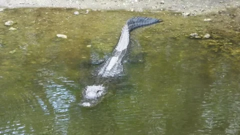Alligator being patient and keeping one eye open Stock Footage 340368918